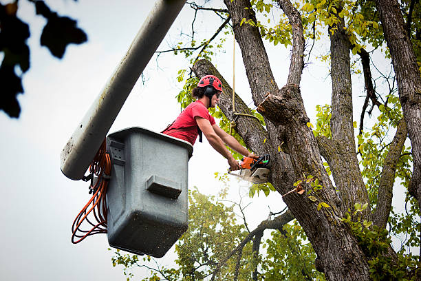 Professional  Tree Services in Chadwicks, NY